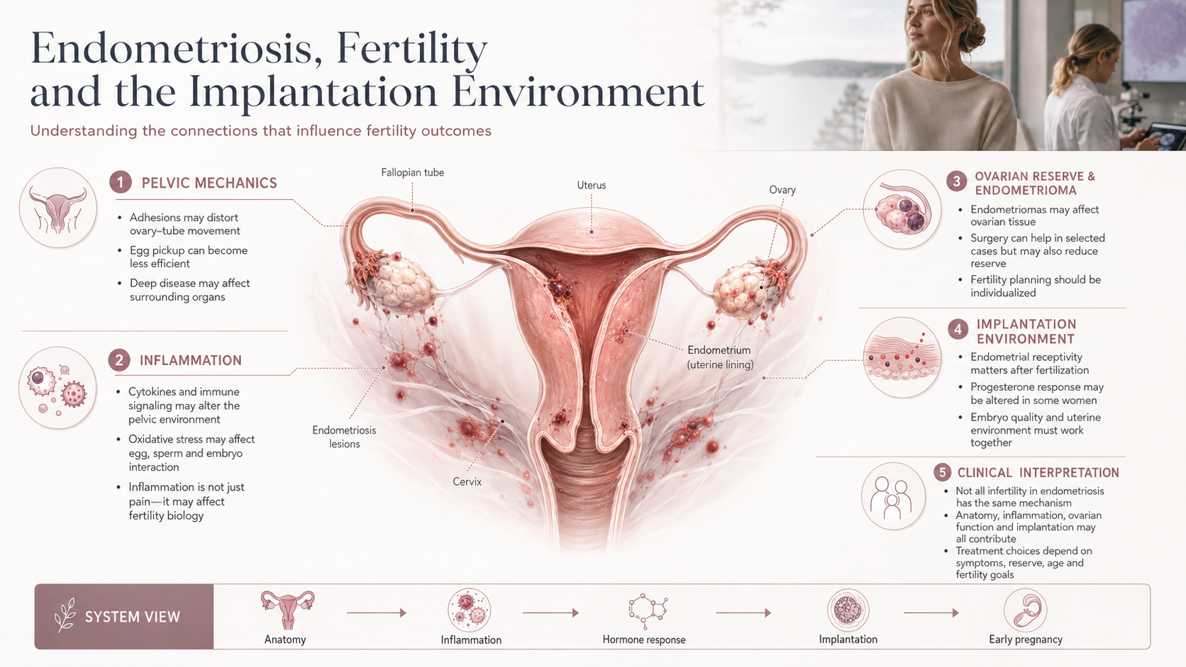 Endometriosis, Fertility and the Implantation Environment, Infograph